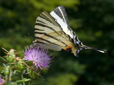 Iphiclides podalirius