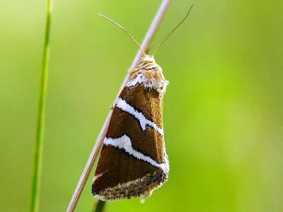 Deltote bankiana