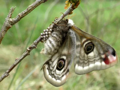 Saturnia (Eudia) pavonia