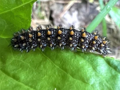 Melitaea (Mellicta) athalia