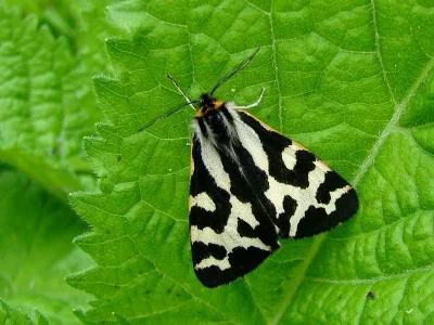 Arctia plantaginis