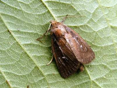 Lenisa geminipuncta
