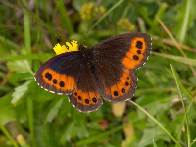 Erebia ligea