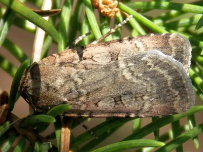 Rhyacia (Rhyacia) simulans