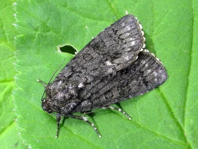 Acronicta (Viminia) rumicis