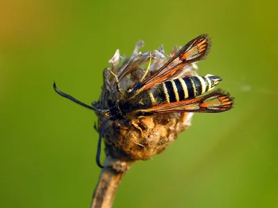 Bembecia (Bembecia) ichneumoniformis