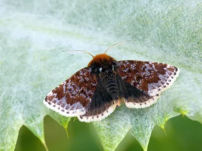 Apaustis rupicola