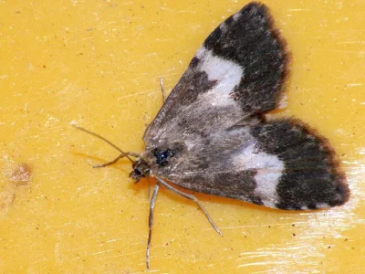 Udea hamalis