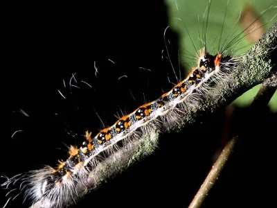 Acronicta (Triaena) tridens