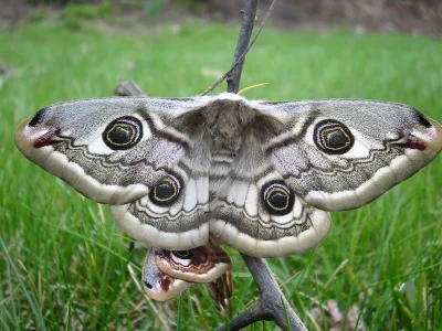 Saturnia (Eudia) pavonia