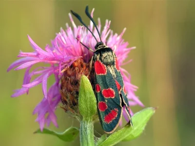 Zygaena (Agrumenia) carniolica
