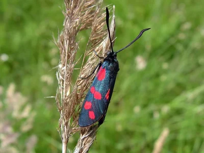 Zygaena (Zygaena) filipendulae