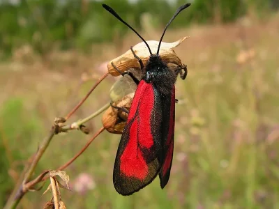 Zygaena (Mesembrynus) purpuralis
