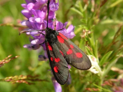 Zygaena (Agrumenia) viciae