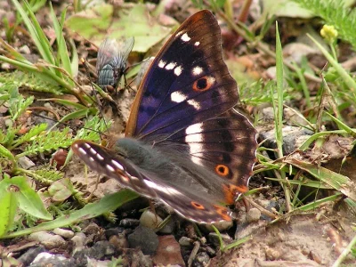 Apatura ilia