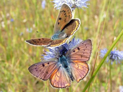 Lycaena (Thersamolycaena) alciphron