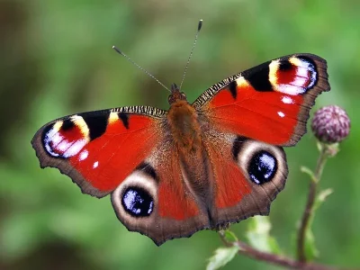 Aglais io