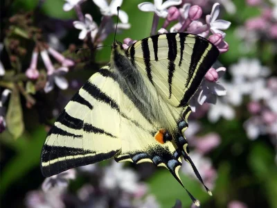 Iphiclides podalirius