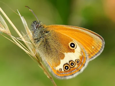 Coenonympha arcania