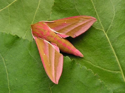 Deilephila elpenor