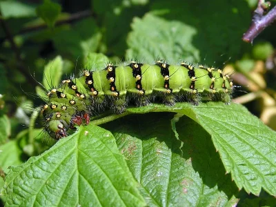 Saturnia (Eudia) pavonia