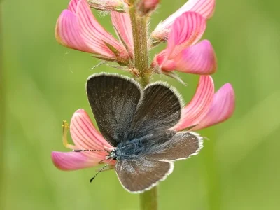 Glaucopsyche alexis