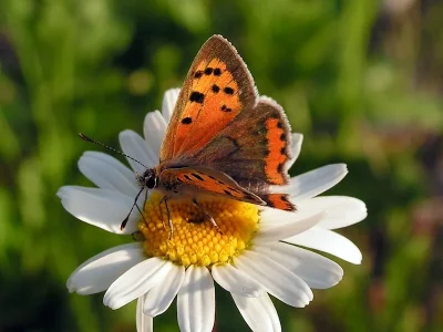 Lycaena (Lycaena) phlaeas