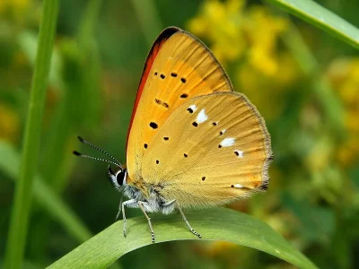Lycaena (Heodes) virgaureae