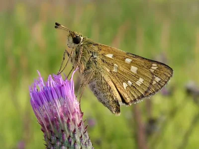 Hesperia comma