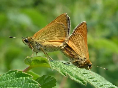Ochlodes sylvanus