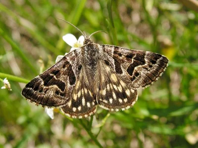 Euclidia (Callistege) mi