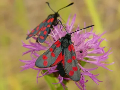 Zygaena (Zygaena) filipendulae