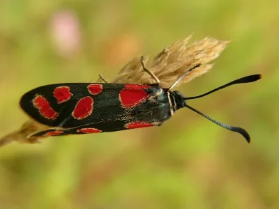 Zygaena (Agrumenia) carniolica