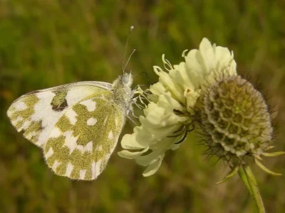 Pontia edusa