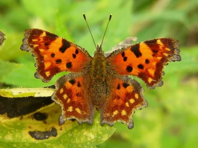 Polygonia c-album