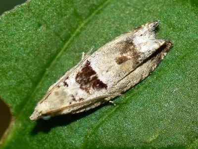 Epinotia ramella