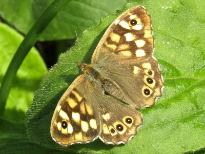 Pararge aegeria