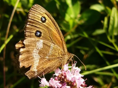 Minois dryas