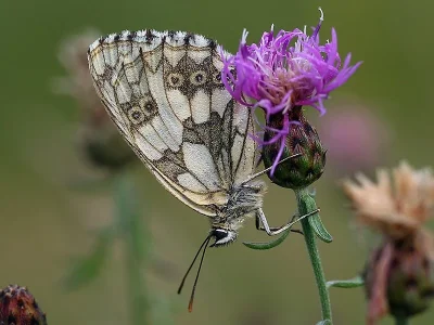 Melanargia (Melanargia) galathea