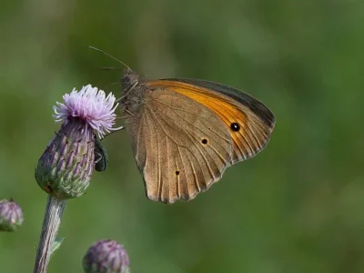Maniola jurtina