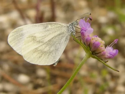 Leptidea sinapis