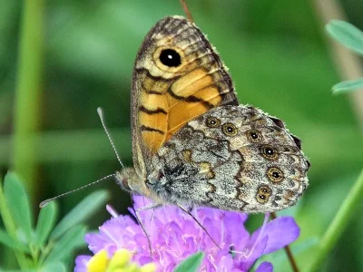 Lasiommata megera