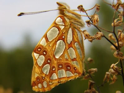 Issoria lathonia