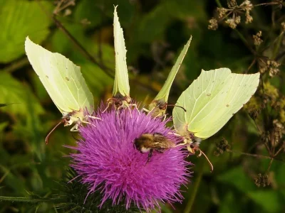 Gonepteryx rhamni
