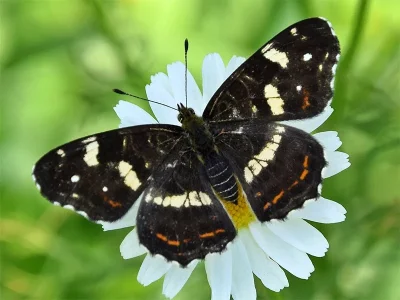 Araschnia levana