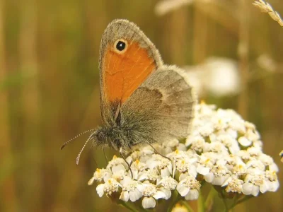 Coenonympha pamphilus