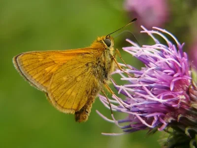Ochlodes sylvanus