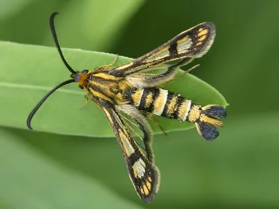 Chamaesphecia (Chamaesphecia) tenthrediniformis