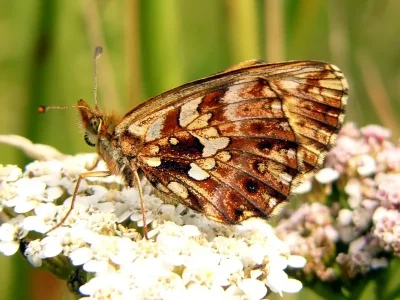 Boloria (Clossiana) dia