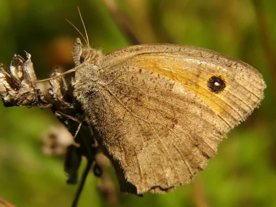 Hyponephele lycaon